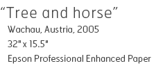 Tree and horse - Wachau, Austria, 2005 - 32" x 15.5" - Epson Professional Enhanced Paper - Edition of 15 - $340