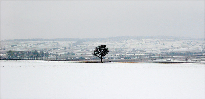 Tree and horse